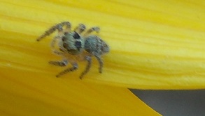 Philaeus chrysops - Benevento (BN)